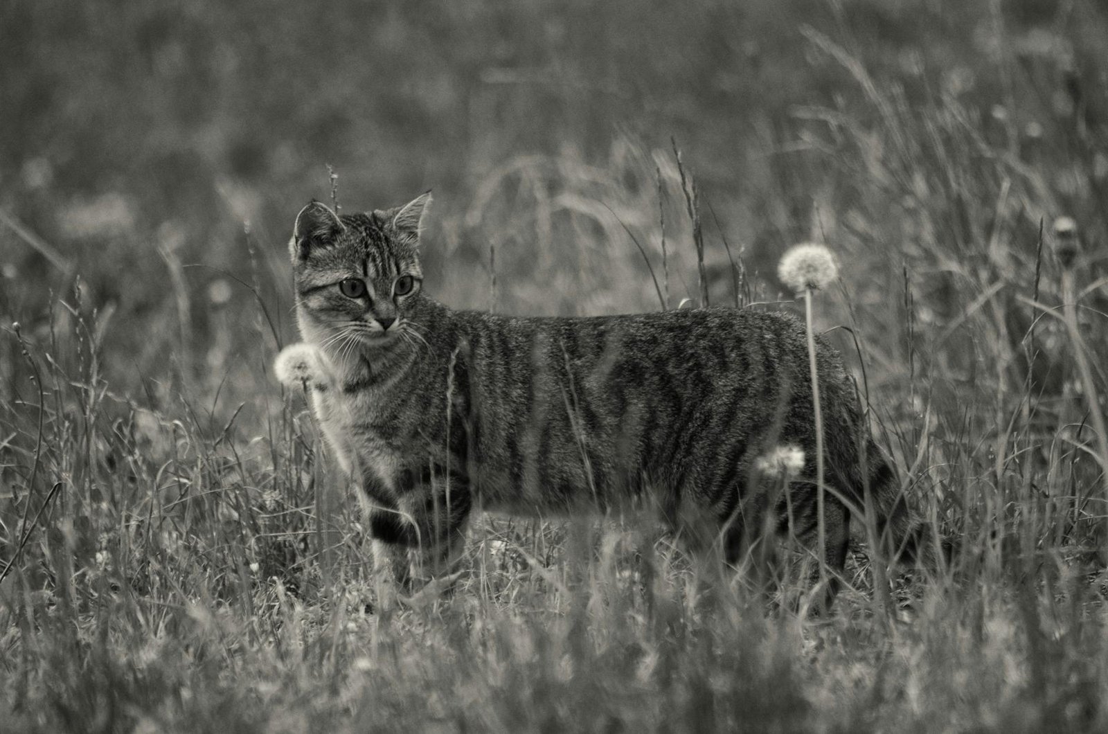 grayscale photo of short furred medium size cat on the grass and flowers