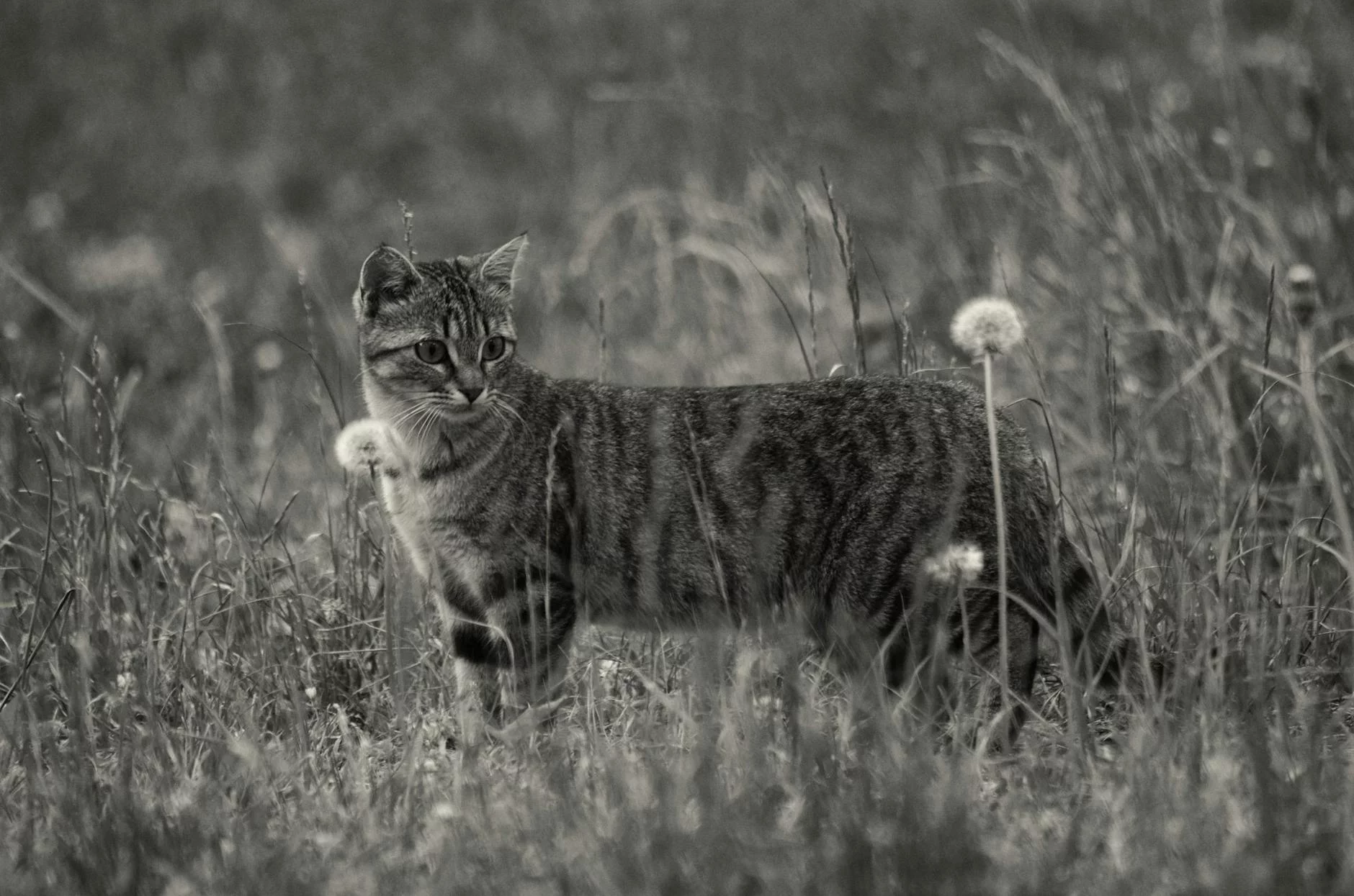 grayscale photo of short furred medium size cat on the grass and flowers